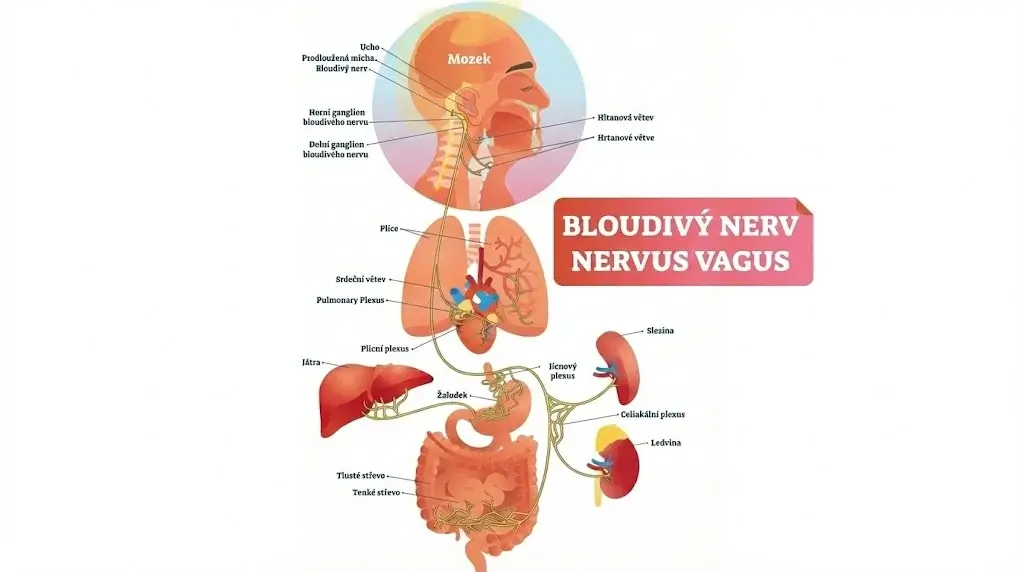 nervus vagus