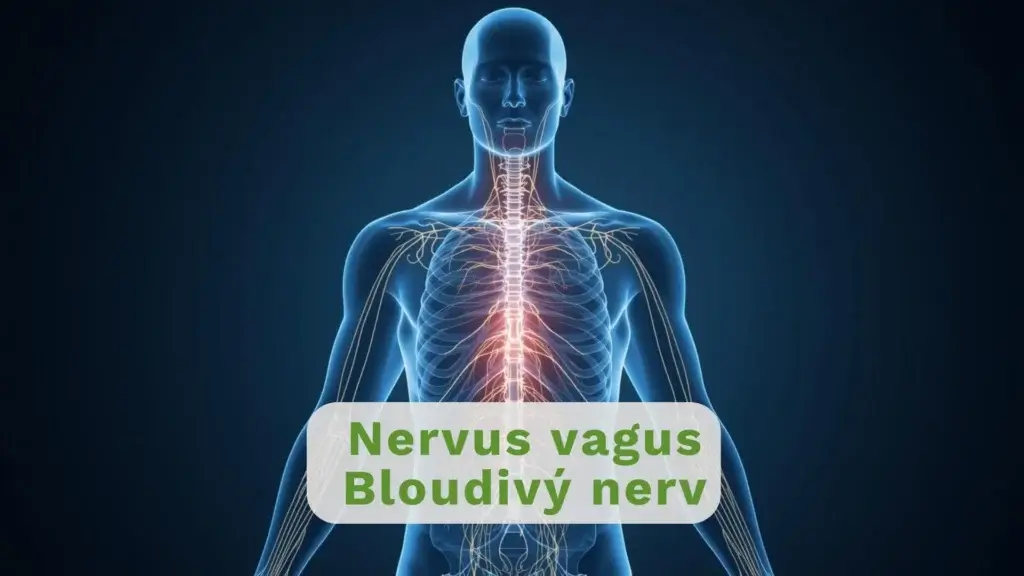 Ilustrace nervového systému člověka.