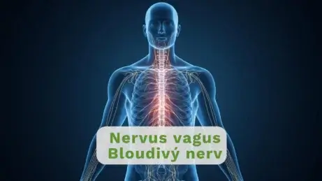 Ilustrace nervového systému člověka.