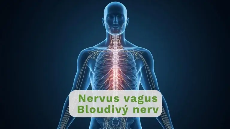 Ilustrace nervového systému člověka.