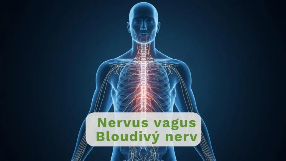 Ilustrace nervového systému člověka.