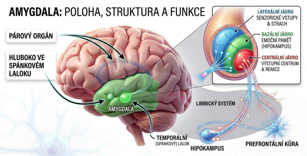 Amygdala: co to je a jak souvisí se stresem a emocemi - Metoda X TRE