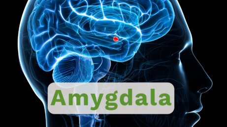 Amygdala v lidském mozku