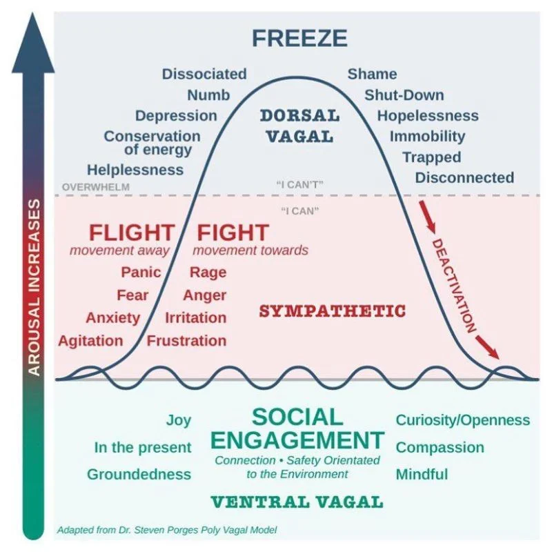 polyvagal theory